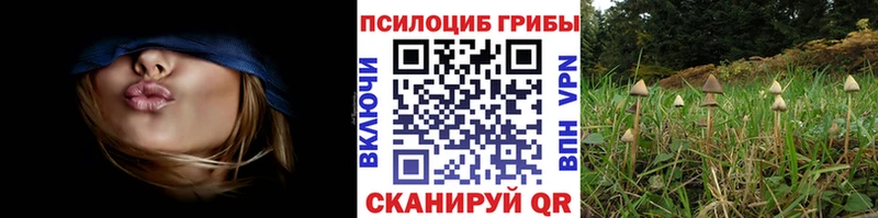 цена наркотик  сайты даркнета Telegram  Псилоцибиновые грибы мицелий  Судогда 